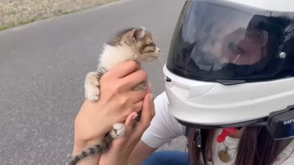 抱き上げられる子猫