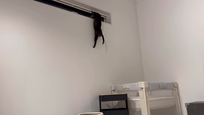 登るももまるちゃん