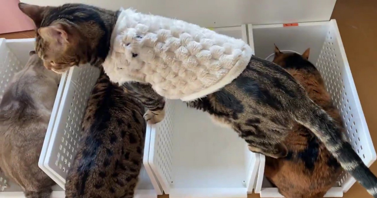 ごはんを食べる猫を見下ろす猫