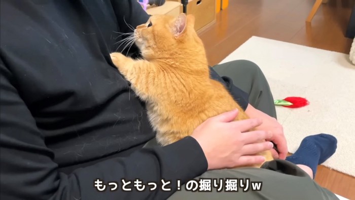 飼い主にほりほりするレッド系マンチカン