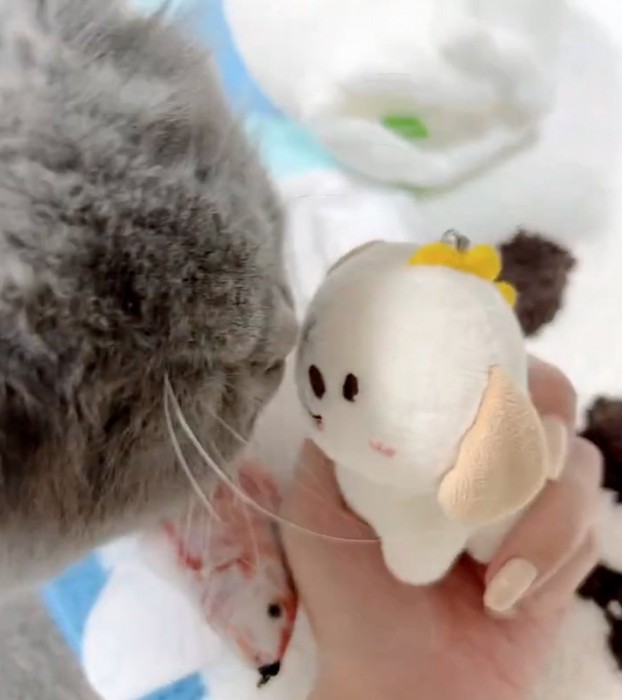 ぬいぐるみに興味を持つ猫