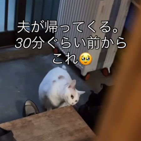 台の角に鼻先を寄せる猫