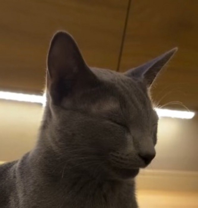 座ったまま目を閉じる猫