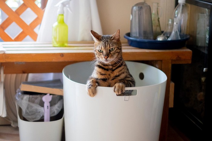 トイレに入っている猫