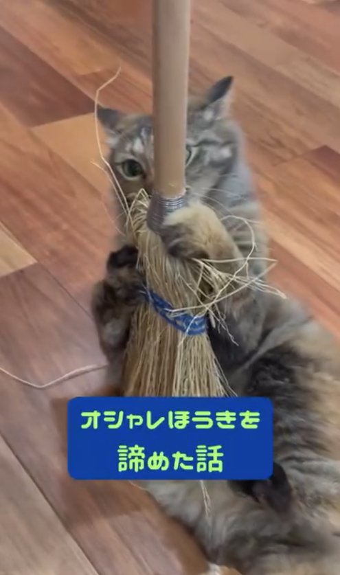 ほうきにしがみついている猫