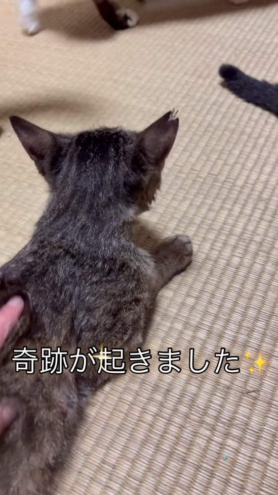 背中をなでられる猫