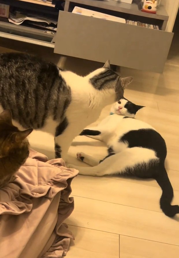 睨みあう2匹の猫