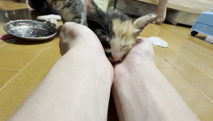 手のひらで包まれた三毛ちゃん