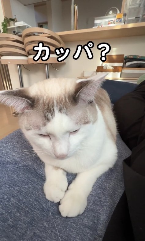 香箱座りをして目を閉じているサバ白猫「カッパ?」