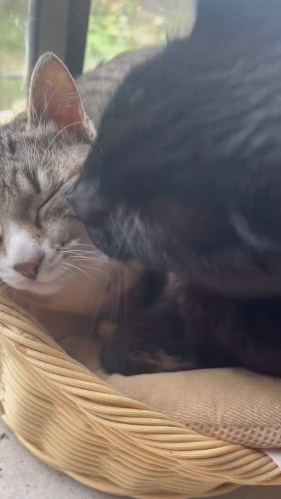 顔を毛づくろいされる猫