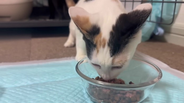 ごはんを食べる三毛猫