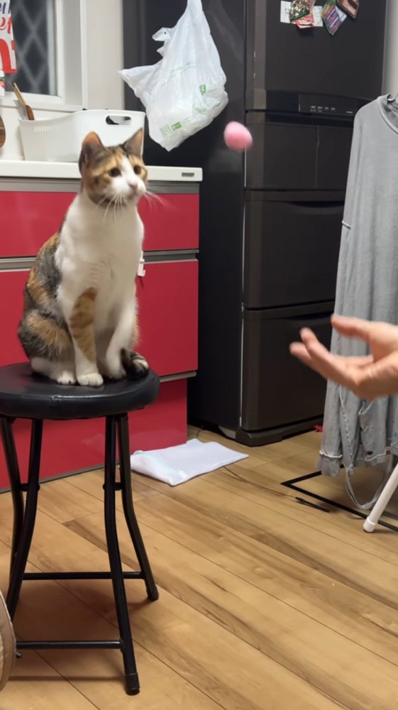 猫に向かってボールを投げる男性