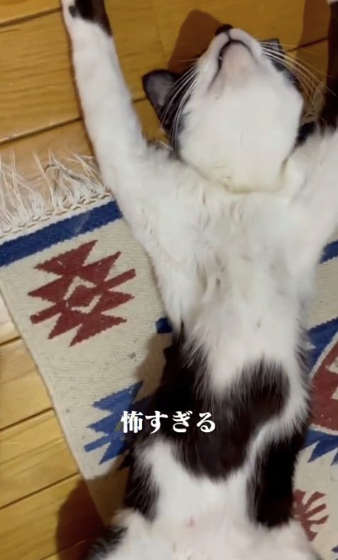 ヘソ天で寝ている猫（上半身アップ）