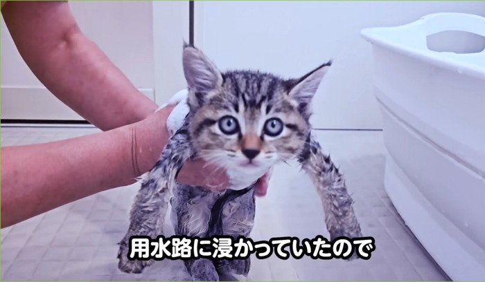 正面を向いて、シャンプーされる子猫