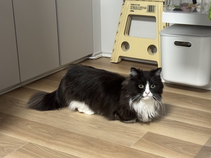 ねこむしちゃん