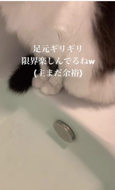 湯船の中に座っている猫%％足元ギリギリを楽しむカイナくん