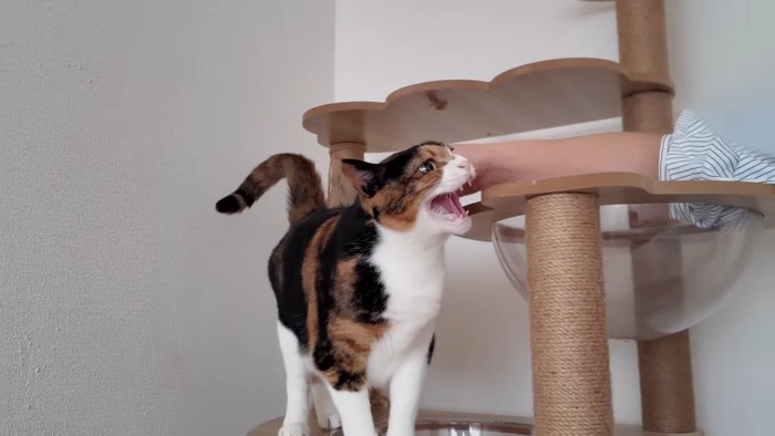 シャー!