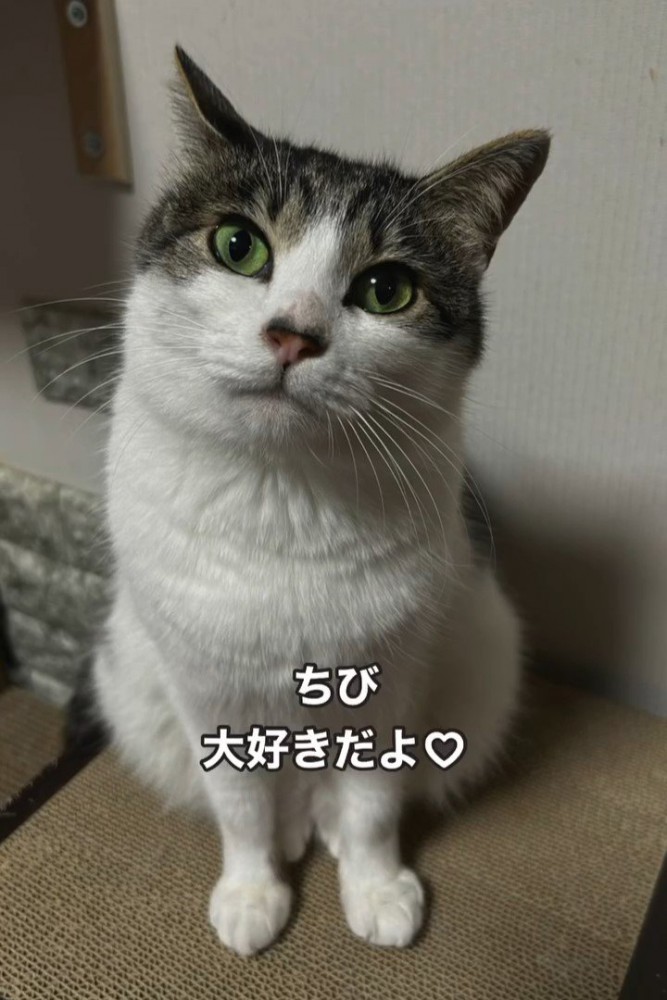 座って首を傾げる猫