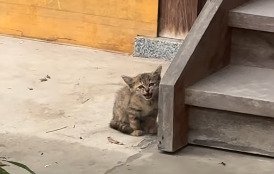 鳴いている子猫