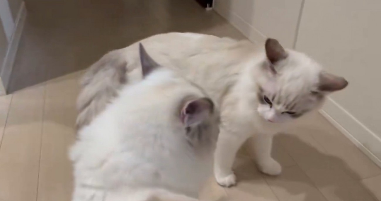 お見合いする猫