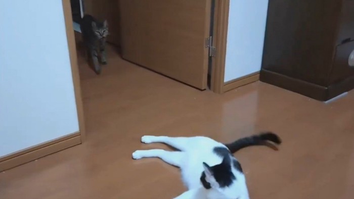 飼い主と姉猫の元へやって来た妹猫