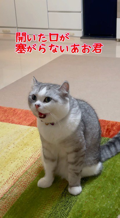 口を開けて遠くを見つめる猫