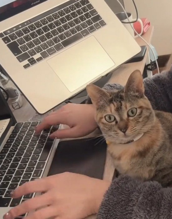 カメラ目線の猫