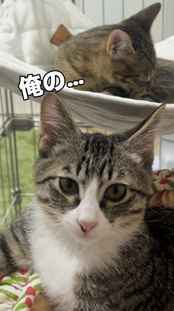 ハンモックに乗ったキジトラ猫の前で、カメラを見つめるキジ白猫