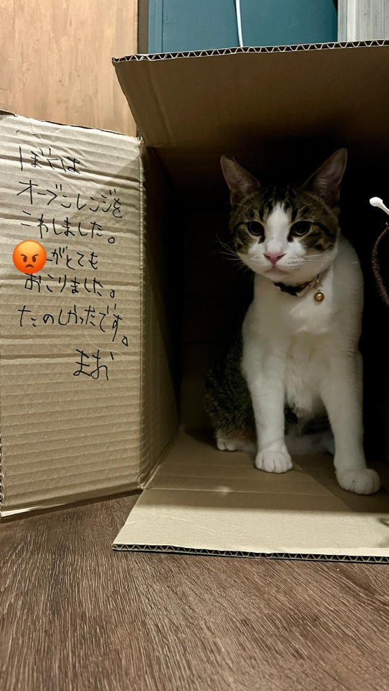 箱の中にいる猫