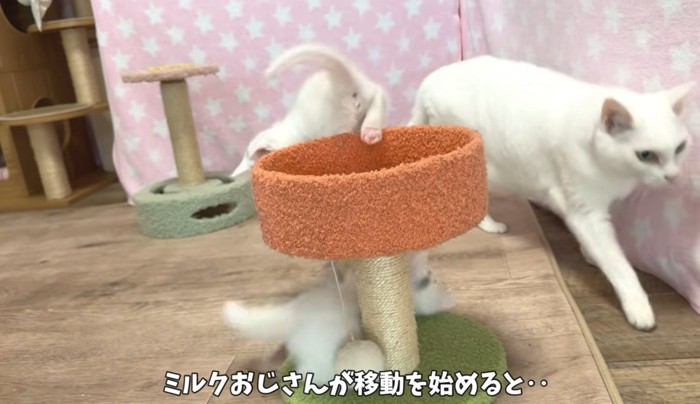 遊んでいる子猫の横を通り過ぎる成猫