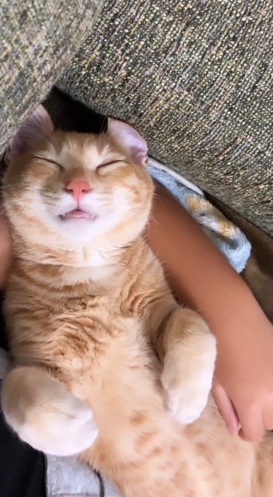 眠っている猫の寝顔