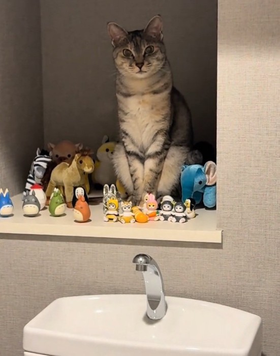 凝視するルナちゃん