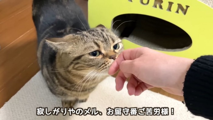 ママの手の匂いを嗅ぐマンチカン