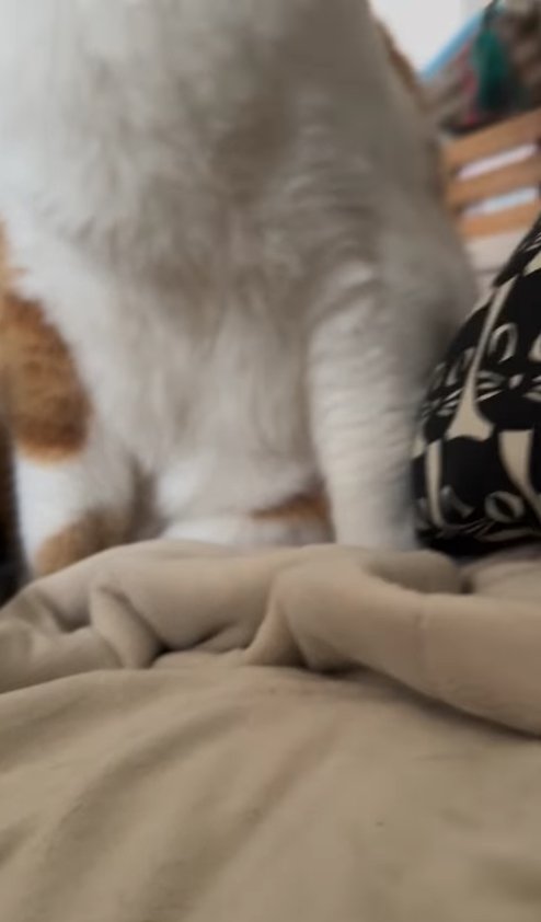 布団の上に乗っている茶白猫（顔なし）