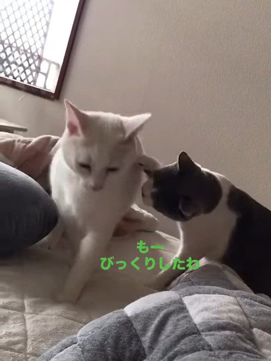白猫に前足で触る猫