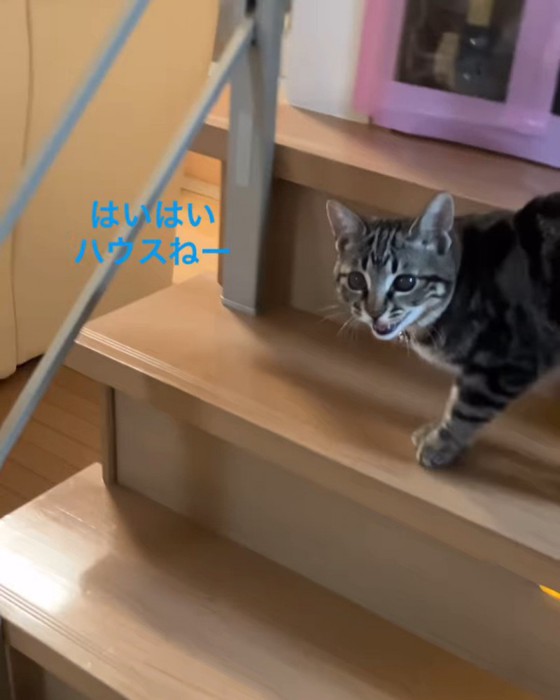 階段で鳴く子猫