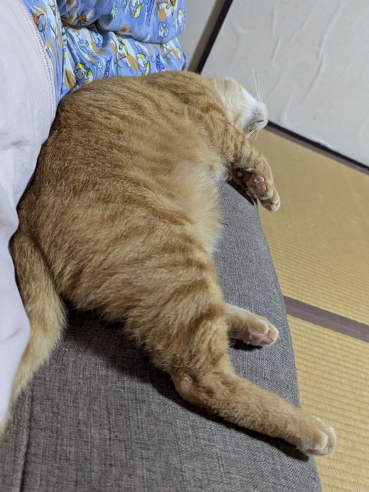 ソファで寝る猫の後ろ姿