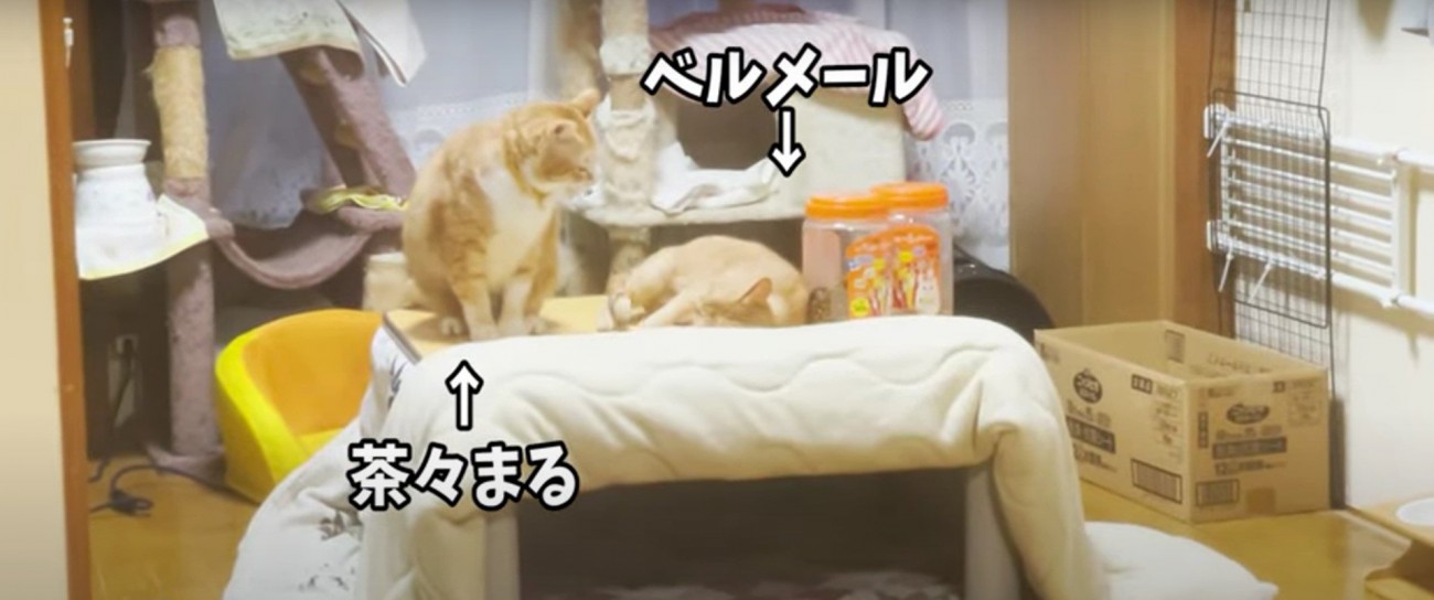 テーブルの上の2匹の猫