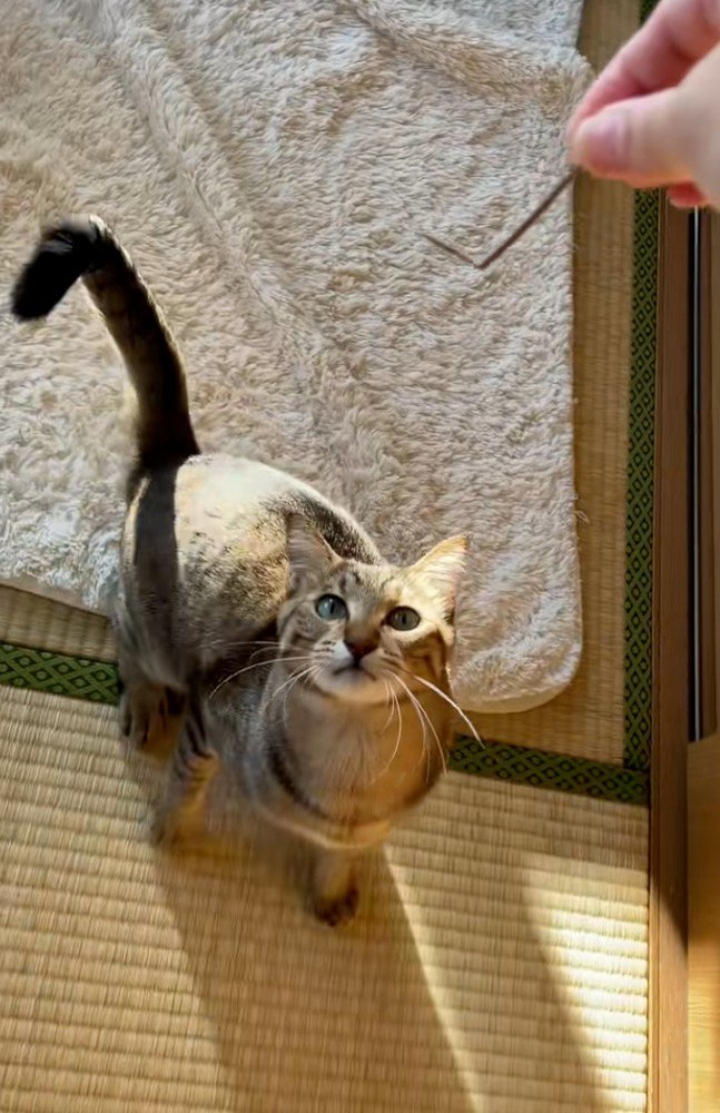 遊んでもらう猫