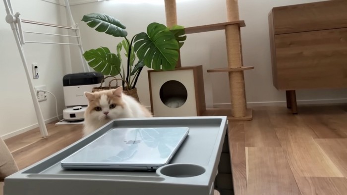 デスクを見つめるレモンくん