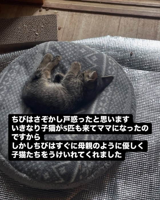 寝ている子猫