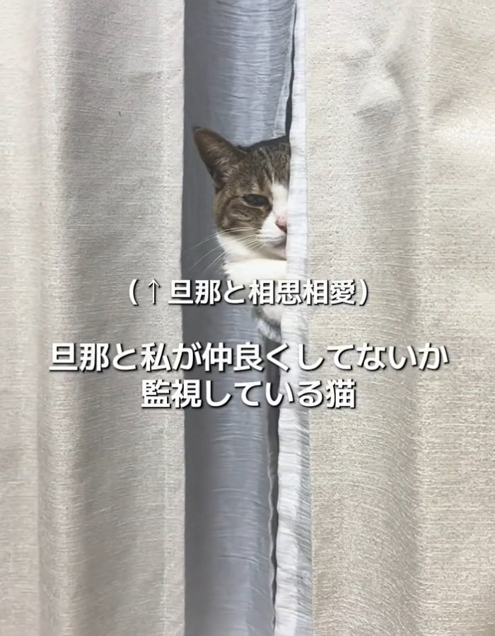 監視する猫