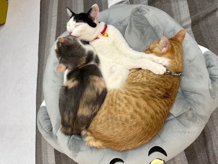 くつろぐ3匹の猫