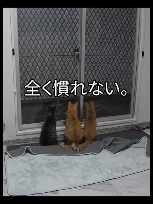 外をみる3匹の猫