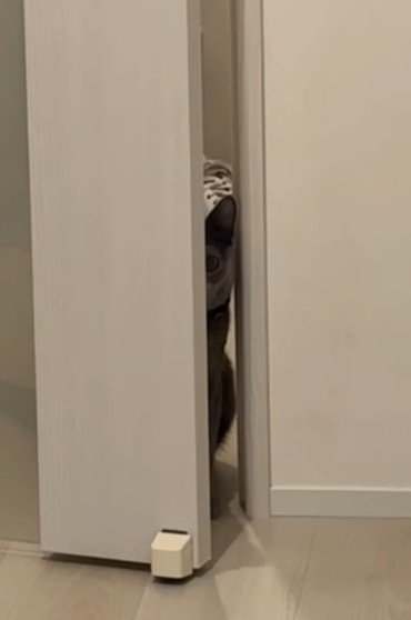 ドアの隙間からじっと見つめる猫
