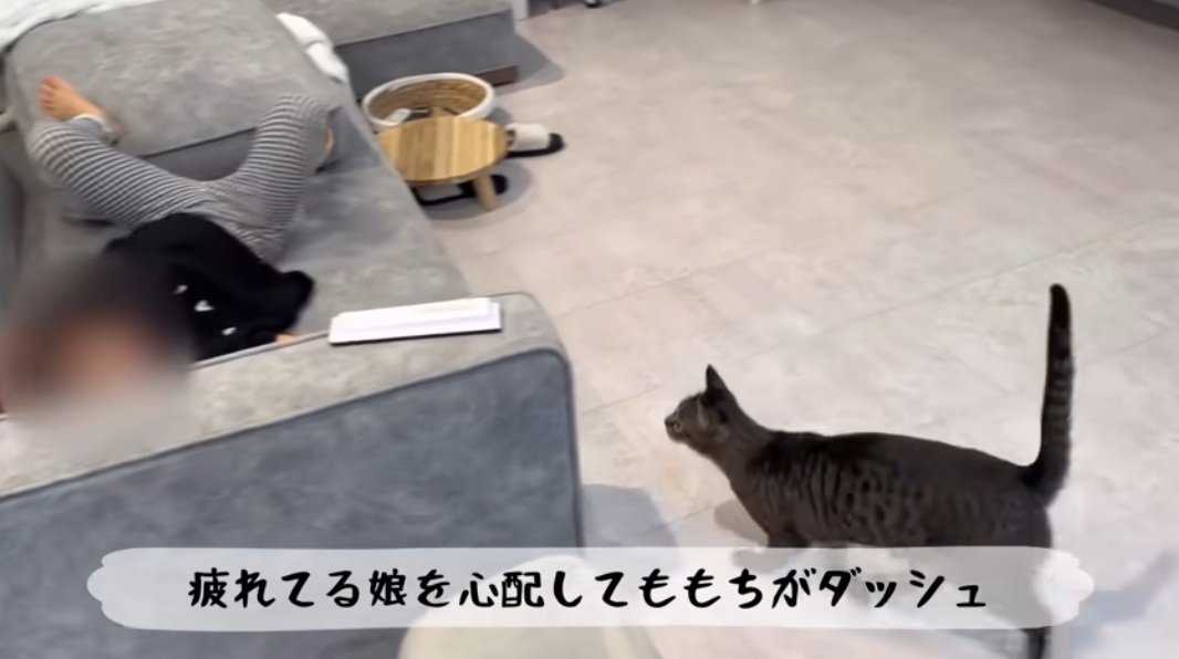 ソファーに寝転がる女の子に近寄る猫