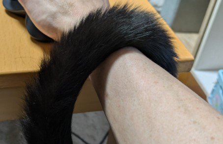 人の腕と猫のしっぽ