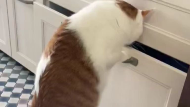 引き出しに手をかける猫