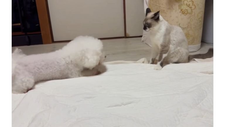 猫と犬
