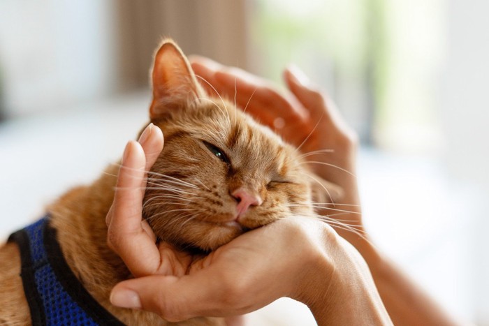 撫でられてうれしそうな猫